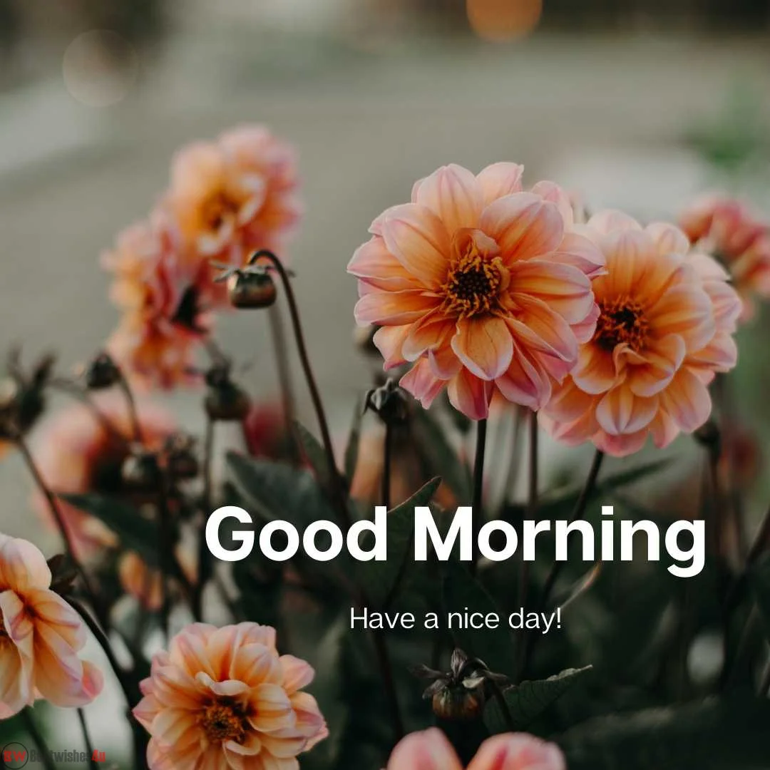 Best Beautiful Good Morning Images With Flowers [ 2023]